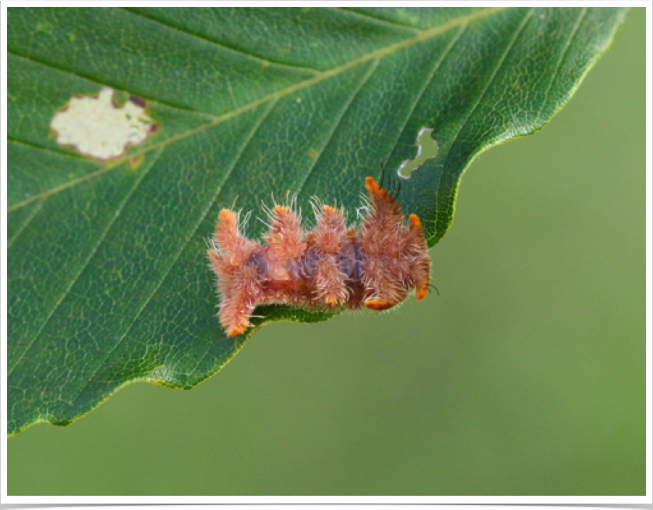 Monkey Slug on Elm
Phobetron pithecium
Bibb County, Alabama
